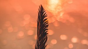 Preview wallpaper feather, black, bokeh, blur, glare