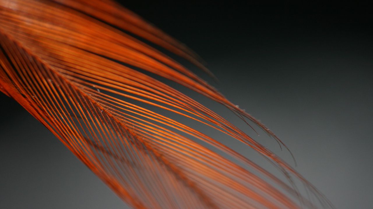 Wallpaper feather, blur, macro