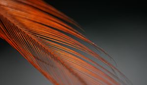 Preview wallpaper feather, blur, macro