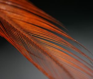 Preview wallpaper feather, blur, macro