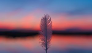 Preview wallpaper feather, blur, sunset, horizon