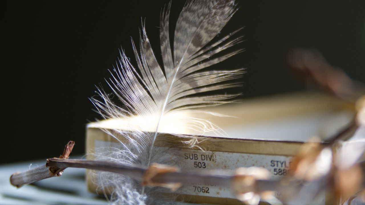 Wallpaper feather, branch, macro, aesthetics