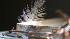 Preview wallpaper feather, branch, macro, aesthetics