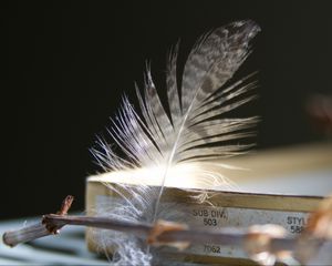 Preview wallpaper feather, branch, macro, aesthetics