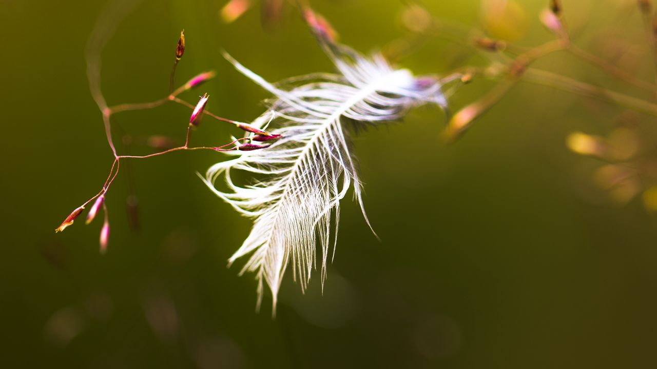 Wallpaper feather, branches, blur, macro