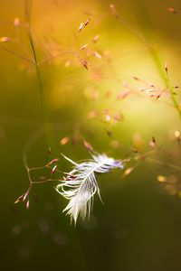 Preview wallpaper feather, branches, blur, macro