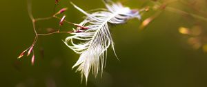 Preview wallpaper feather, branches, blur, macro