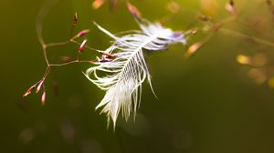 Preview wallpaper feather, branches, blur, macro