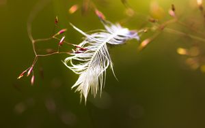 Preview wallpaper feather, branches, blur, macro