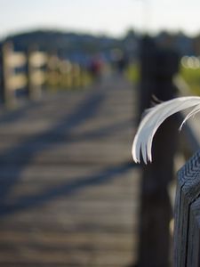 Preview wallpaper feather, bridge, wooden, shadows, light