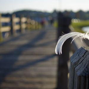 Preview wallpaper feather, bridge, wooden, shadows, light