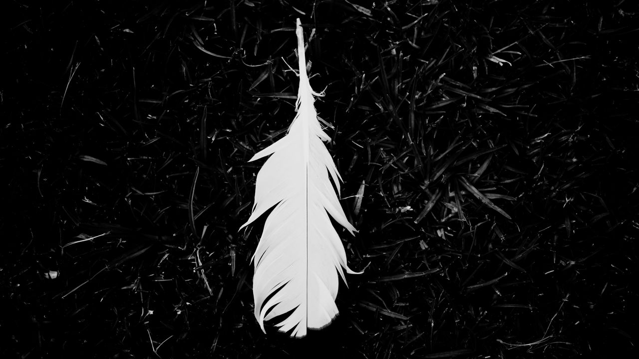 Wallpaper feather, bw, grass, white, lightness