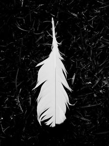 Feather old mobile, cell phone, smartphone wallpapers hd, desktop  backgrounds 240x320, images and pictures