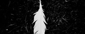 Preview wallpaper feather, bw, grass, white, lightness