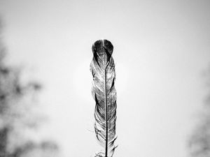 Preview wallpaper feather, bw, minimalism