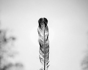 Preview wallpaper feather, bw, minimalism
