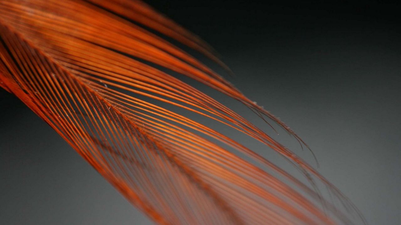 Wallpaper feather, color, feathered, feathers, form