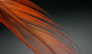 Preview wallpaper feather, color, feathered, feathers, form