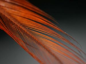 Preview wallpaper feather, color, feathered, feathers, form