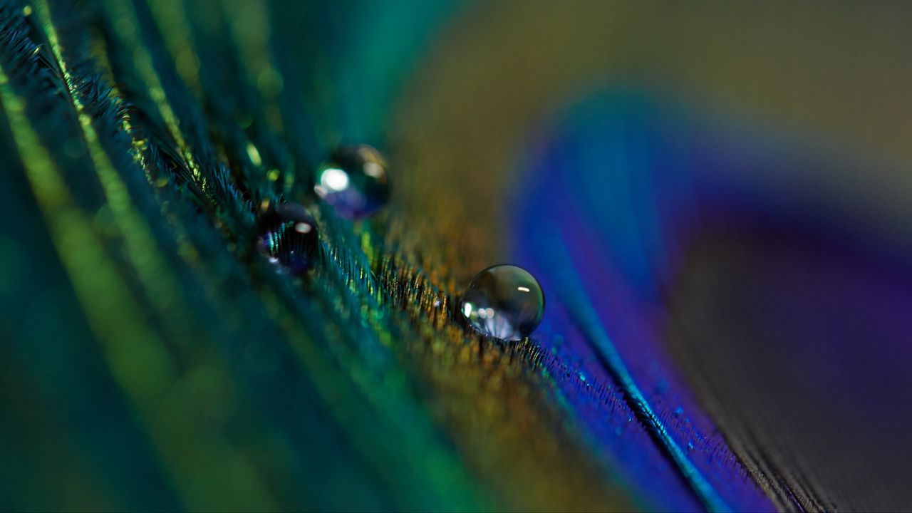 Wallpaper feather, drop, macro, water