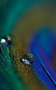 Preview wallpaper feather, drop, macro, water