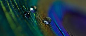 Preview wallpaper feather, drop, macro, water