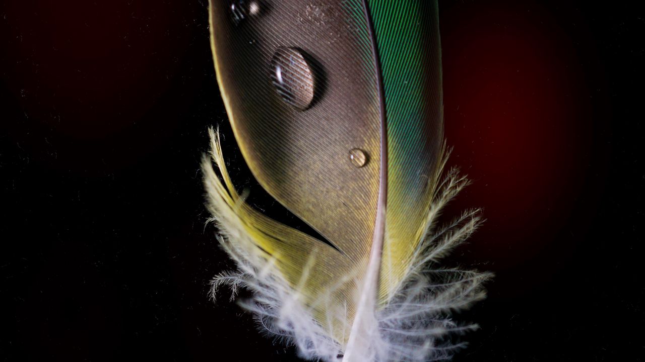 Wallpaper feather, drops, macro