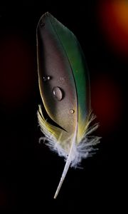 Preview wallpaper feather, drops, macro