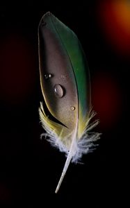 Preview wallpaper feather, drops, macro