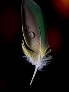 Preview wallpaper feather, drops, macro