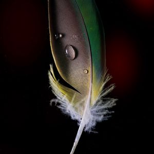 Preview wallpaper feather, drops, macro