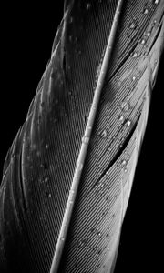 Preview wallpaper feather, drops, macro, wet, gray