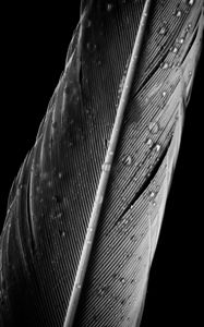 Preview wallpaper feather, drops, macro, wet, gray