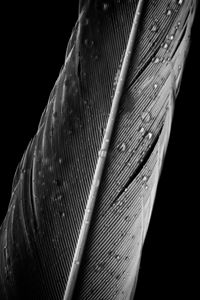 Preview wallpaper feather, drops, macro, wet, gray