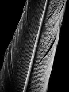 Preview wallpaper feather, drops, macro, wet, gray