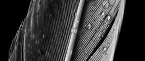 Preview wallpaper feather, drops, macro, wet, gray
