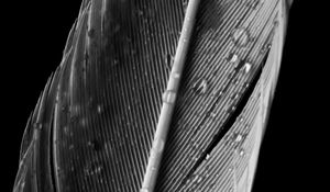 Preview wallpaper feather, drops, macro, wet, gray