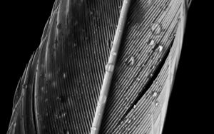 Preview wallpaper feather, drops, macro, wet, gray