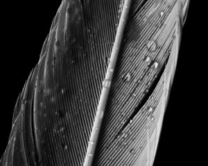 Preview wallpaper feather, drops, macro, wet, gray