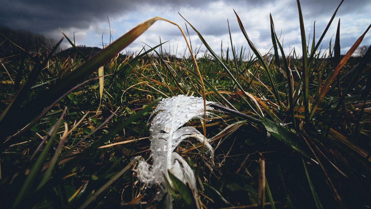 Wallpaper feather, drops, moisture, grass, macro