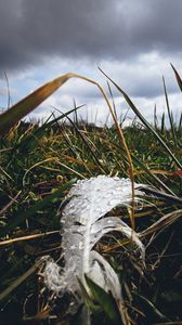 Preview wallpaper feather, drops, moisture, grass, macro