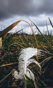 Preview wallpaper feather, drops, moisture, grass, macro