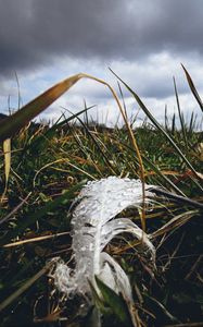 Preview wallpaper feather, drops, moisture, grass, macro