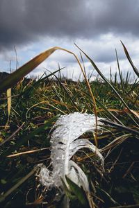 Preview wallpaper feather, drops, moisture, grass, macro