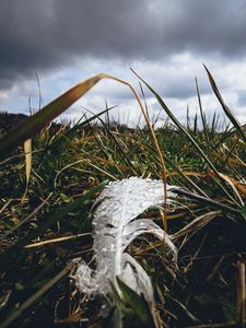 Preview wallpaper feather, drops, moisture, grass, macro