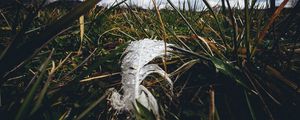 Preview wallpaper feather, drops, moisture, grass, macro