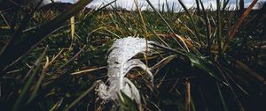 Preview wallpaper feather, drops, moisture, grass, macro