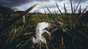 Preview wallpaper feather, drops, moisture, grass, macro