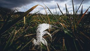 Preview wallpaper feather, drops, moisture, grass, macro