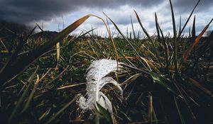 Preview wallpaper feather, drops, moisture, grass, macro